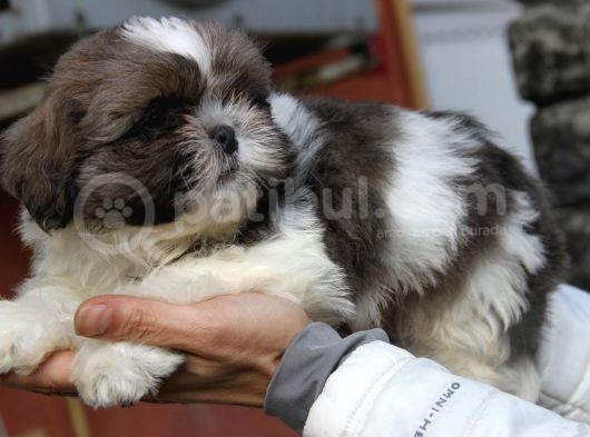 Safkan Pedi̇greli̇ Shihtzu Tam Eği̇ti̇mli̇ Kif Kayitli görsel