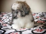 Safkan Pedi̇greli̇ Shihtzu Tam Eği̇ti̇mli̇ Kif Kayitli