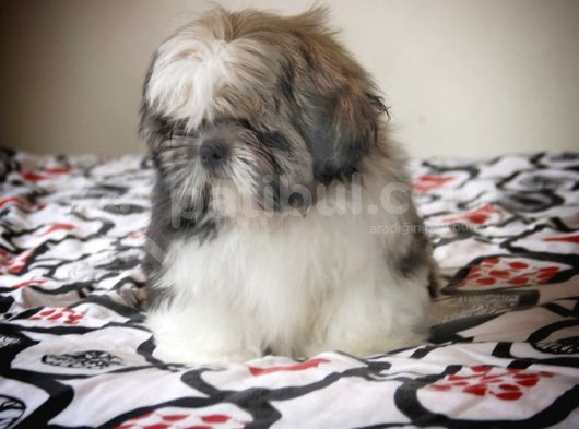 Safkan Pedi̇greli̇ Shihtzu Tam Eği̇ti̇mli̇ Kif Kayitli görsel