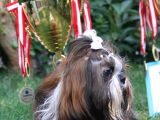 Safkan Pedi̇greli̇ Shihtzu Tam Eği̇ti̇mli̇ Kif Kayitli