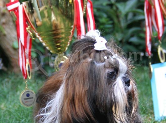 Safkan Pedi̇greli̇ Shihtzu Tam Eği̇ti̇mli̇ Kif Kayitli görsel