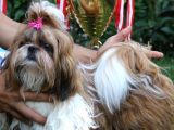 Show Class Shihtzu Kızımız Hazır,  Best Puppy Ödüllü