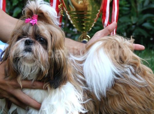 Show Class Shihtzu Kızımız Hazır,  Best Puppy Ödüllü görsel