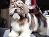 Safkan Pedi̇greli̇ Shihtzu Tam Eği̇ti̇mli̇ Kif Kayitli