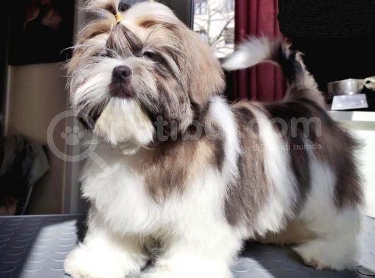 Safkan Pedi̇greli̇ Shihtzu Tam Eği̇ti̇mli̇ Kif Kayitli