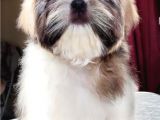 Safkan Pedi̇greli̇ Shihtzu Tam Eği̇ti̇mli̇ Kif Kayitli