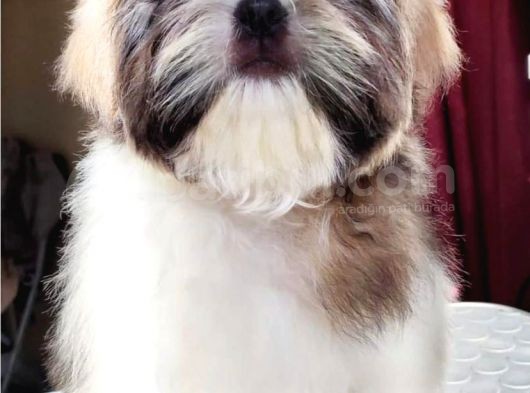 Safkan Pedi̇greli̇ Shihtzu Tam Eği̇ti̇mli̇ Kif Kayitli görsel
