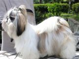 Show Class Shihtzu Kızımız Hazır,  Best Puppy Ödüllü