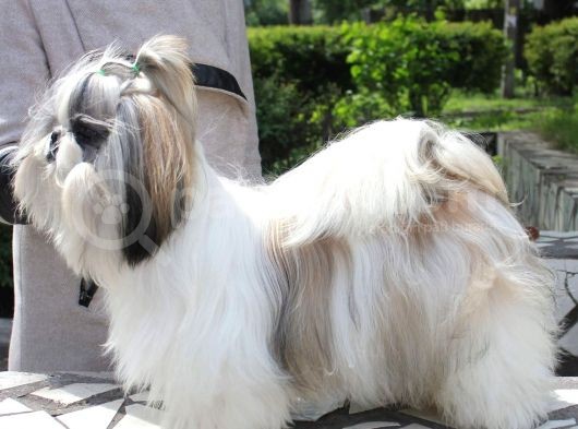 Show Class Shihtzu Kızımız Hazır,  Best Puppy Ödüllü görsel