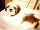 Show Class Shihtzu Kızımız Hazır,  Best Puppy Ödüllü