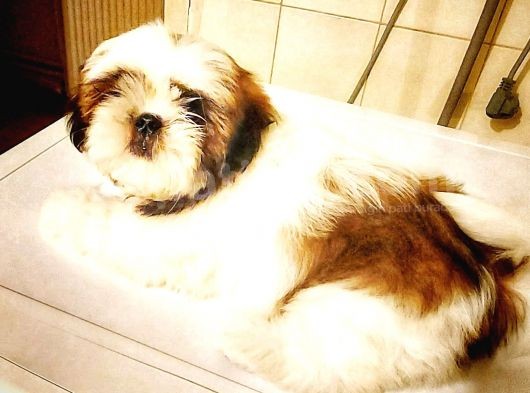 Show Class Shihtzu Kızımız Hazır,  Best Puppy Ödüllü görsel