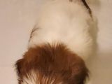 Show Class Shihtzu Kızımız Hazır,  Best Puppy Ödüllü
