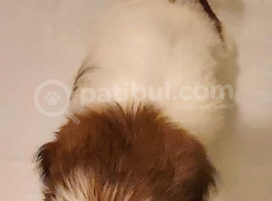 Show Class Shihtzu Kızımız Hazır,  Best Puppy Ödüllü görsel