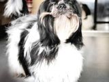 Safkan Pedi̇greli̇ Shihtzu Tam Eği̇ti̇mli̇ Kif Kayitli