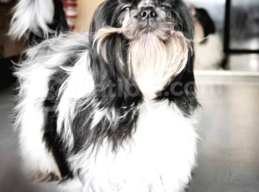 Safkan Pedi̇greli̇ Shihtzu Tam Eği̇ti̇mli̇ Kif Kayitli görsel