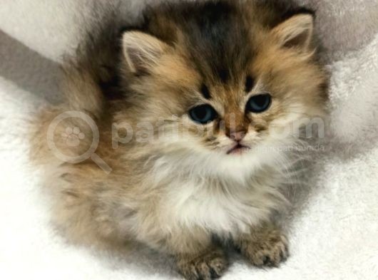 Shorthair Ve Longhair Bebekler Silver Golden görsel