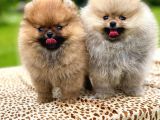 Show Kali̇te Pomerani̇an Boo Bebekler