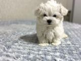 Maltese Mini Boy Yavrular