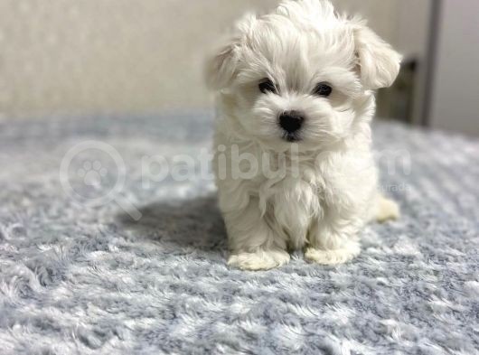 Maltese Mini Boy Yavrular