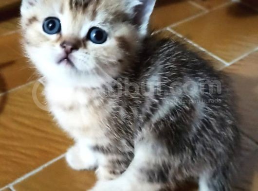 Shorthair Ve Longhair Bebekler Silver Golden görsel