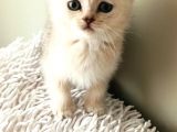 Shorthair Ve Longhair Bebekler Silver Golden