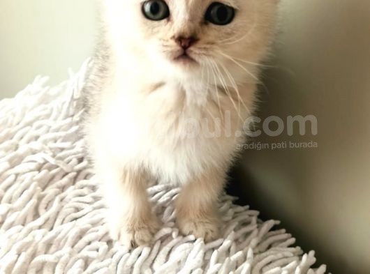 Shorthair Ve Longhair Bebekler Silver Golden görsel