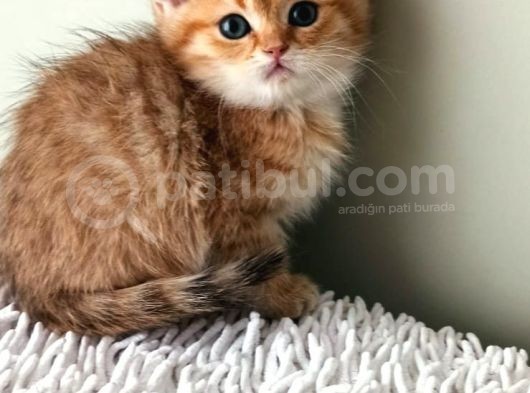 Shorthair Ve Longhair Bebekler Silver Golden görsel