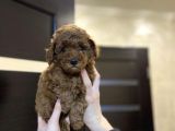 Red Brown Toy Poodle Yavrular