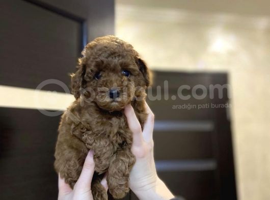 Red Brown Toy Poodle Yavrular