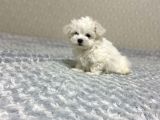 Maltese Mini Boy Yavrular
