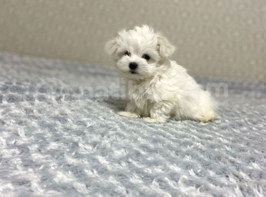 Maltese Mini Boy Yavrular görsel