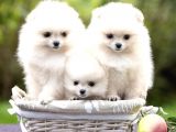 Ayı Surat Sevimli Mini Boy Pomeranian