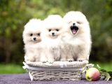Ayı Surat Sevimli Mini Boy Pomeranian