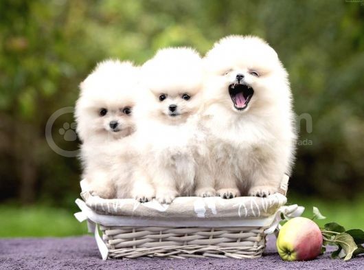 Ayı Surat Sevimli Mini Boy Pomeranian görsel