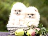 Ayı Surat Sevimli Mini Boy Pomeranian