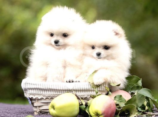 Ayı Surat Sevimli Mini Boy Pomeranian görsel