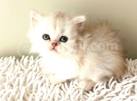 Shorthair Ve Longhair Bebekler Silver Golden görsel