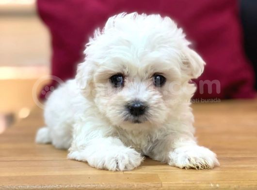 Sevi̇mli̇ Maltese Terri̇er