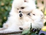 Ayı Surat Sevimli Mini Boy Pomeranian