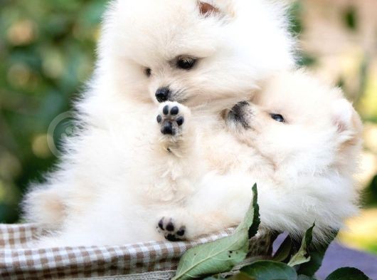 Ayı Surat Sevimli Mini Boy Pomeranian görsel
