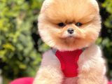 Safkan Pomeranian Boo Yavrularımız