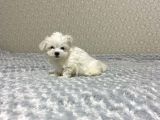 Maltese Mini Boy Yavrular