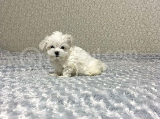 Maltese Mini Boy Yavrular görsel