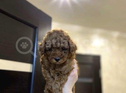 Red Brown Toy Poodle Yavrular görsel
