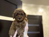 Red Brown Toy Poodle Yavrular