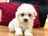 Sevi̇mli̇ Maltese Terri̇er