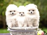 Ayı Surat Sevimli Mini Boy Pomeranian