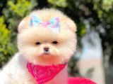 Safkan Pomeranian Boo Yavrularımız