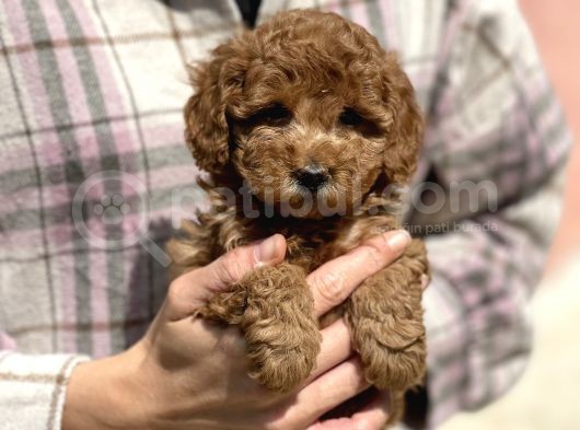 Bebek Surat Toy Poodle Yavrular görsel