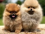 Show Kali̇te Pomerani̇an Boo Bebekler